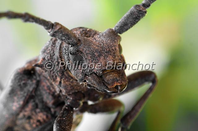 lamia textor.JPG - Lamia textor (Portrait)Lamie tisserandLonghorn beetleColeoptera, CerambycidaeFrance
